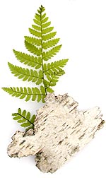 fern and bark